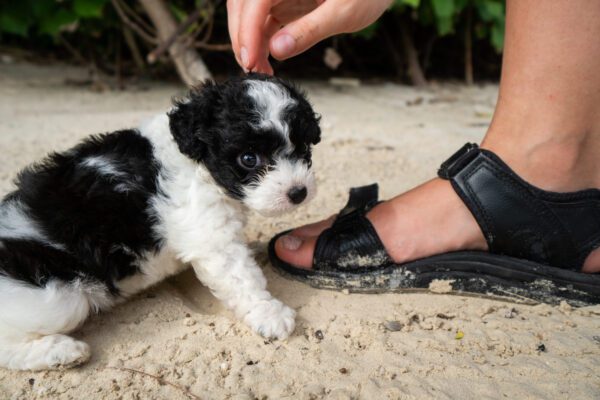 Mini Bernedoodle Puppy Being Petted By A Person