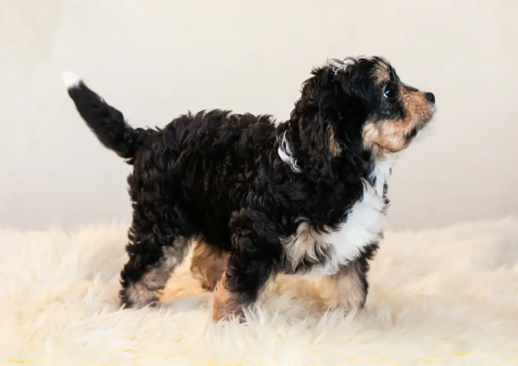 Mini Bernedoodle Puppy Standing On A Light Background