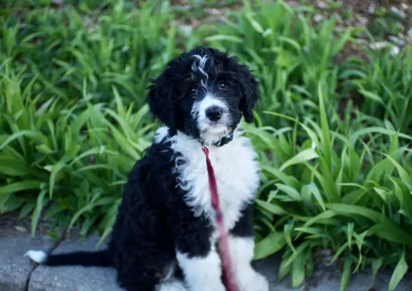 Mini Bernedoodle Sitting Among Green Plants