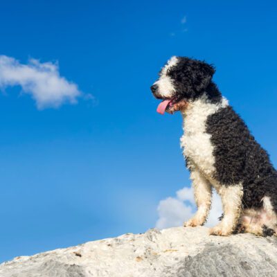 Mini Bernedoodle