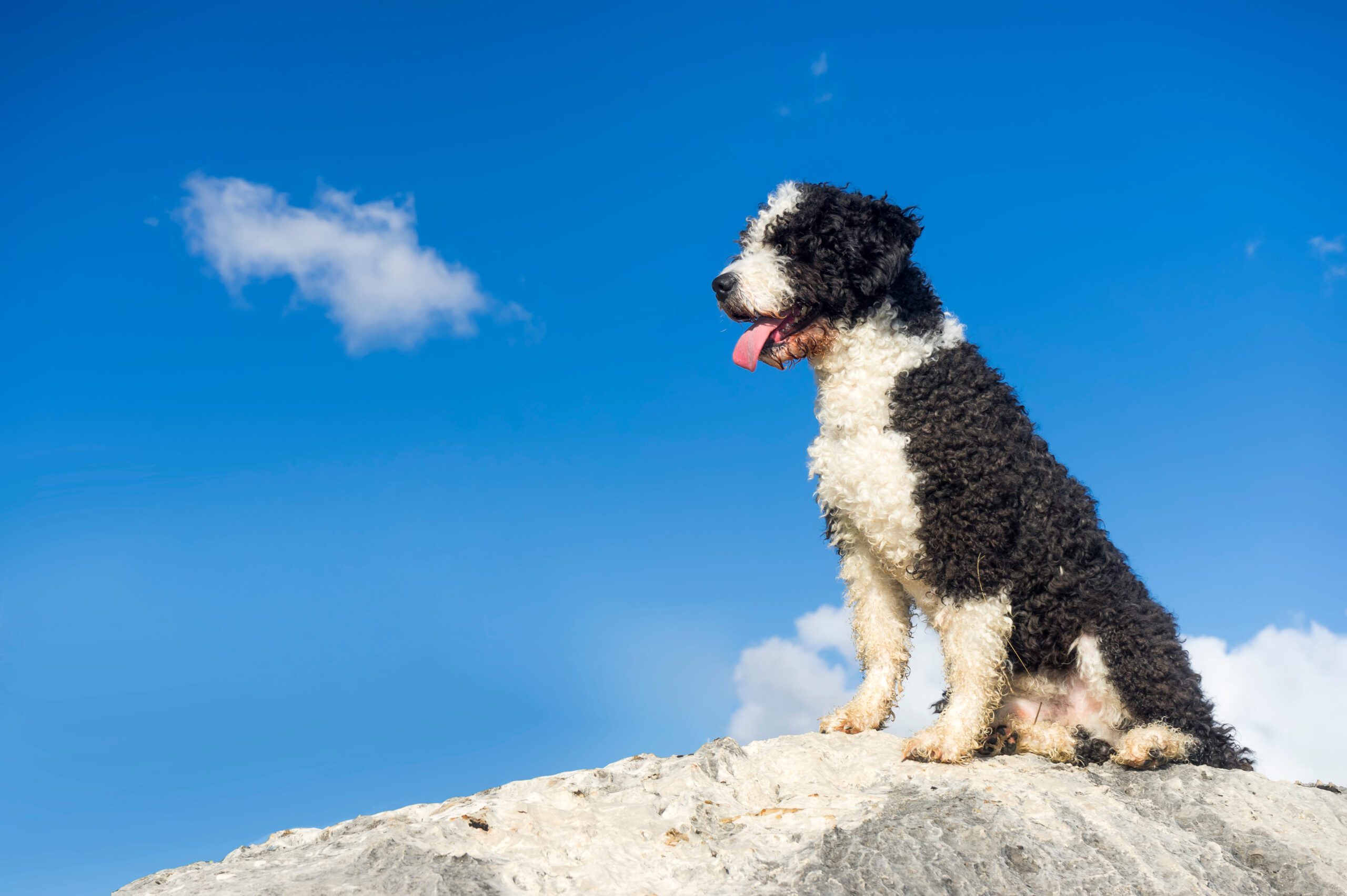 Mini Bernedoodle Adoption Guide