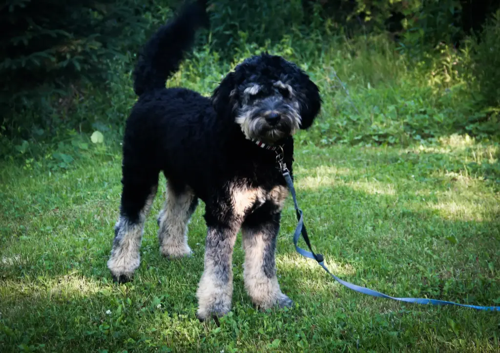 How To Adopt a Mini Bernedoodle in Arkansas