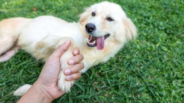 Mini Golden Retriever Lying On Grass While Holding A Person S Hand