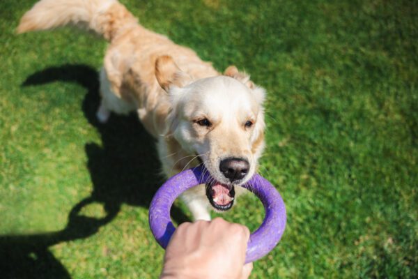 Mini Golden Retriever Playing Tug With A Ring Toy On Grass