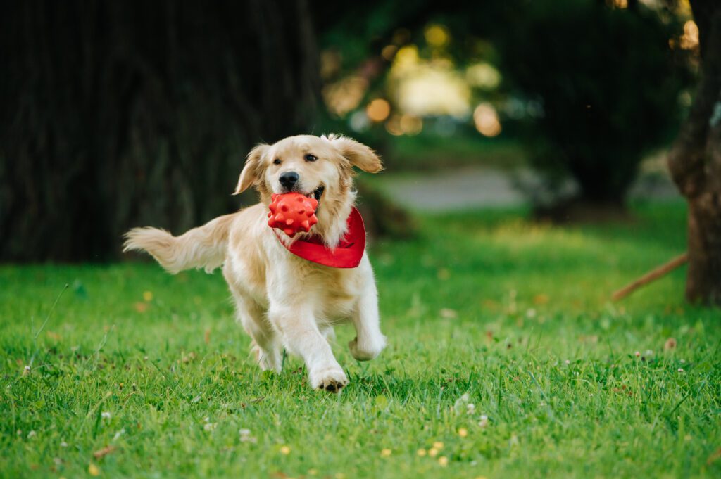 Mini Golden Retriever Puppy Running With A Toy In Its Mouth