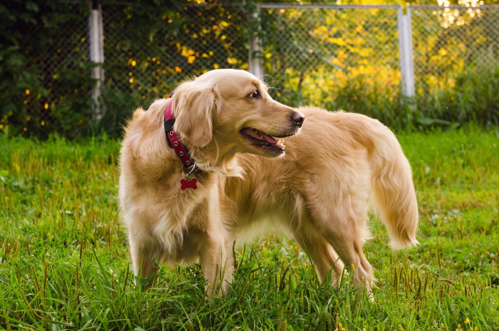 How to Adopt a Mini Golden Retriever