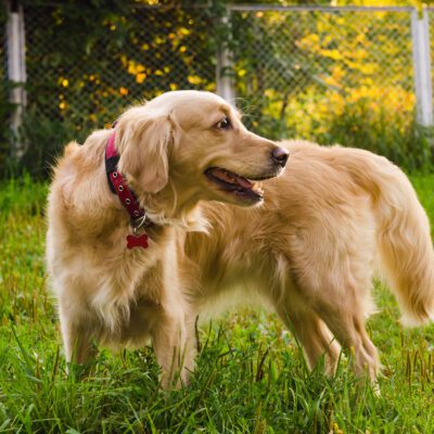 Mini Golden Retriever