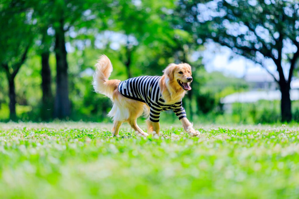 Mini Golden Retriever Walking On Grass Wearing A Striped Sweater