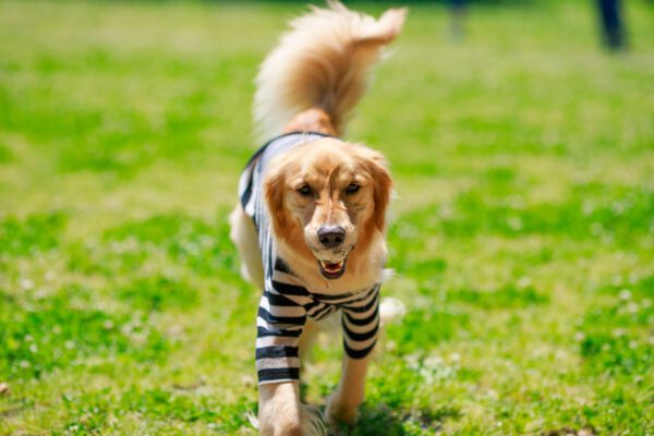 Mini Golden Retriever Wearing A Striped Sweater Outdoors