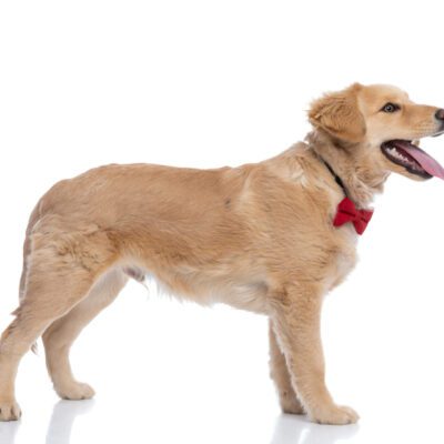 Mini Golden Retriever