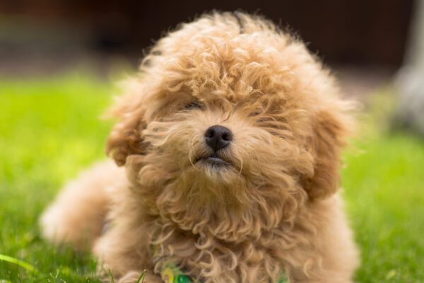 Mini Goldendoodle Close Up Portrait Outdoors