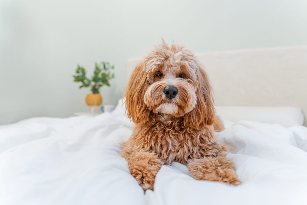 How to Adopt a Mini Goldendoodle
