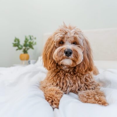 Mini Goldendoodle