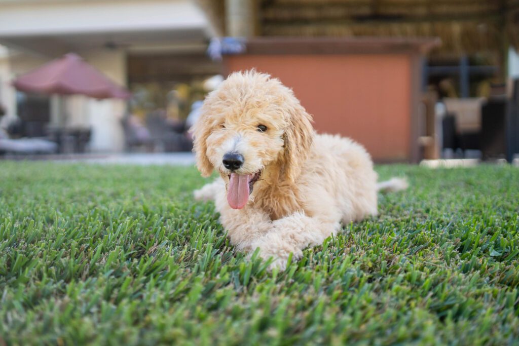 How To Adopt a Mini Goldendoodle in Rhode Island