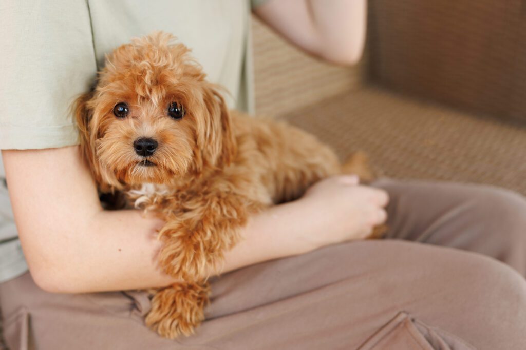 Mini Goldendoodle Puppy Resting In A Person S Arms