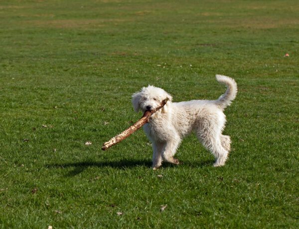 Mini Goldendoodle Running On Grass With A Stick