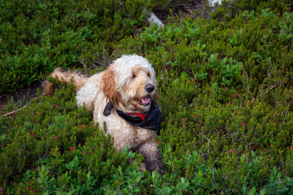 Mini Goldendoodle Running Through Green Plants Outdoors