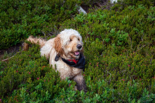 Mini Goldendoodle Running Through Green Plants Outdoors