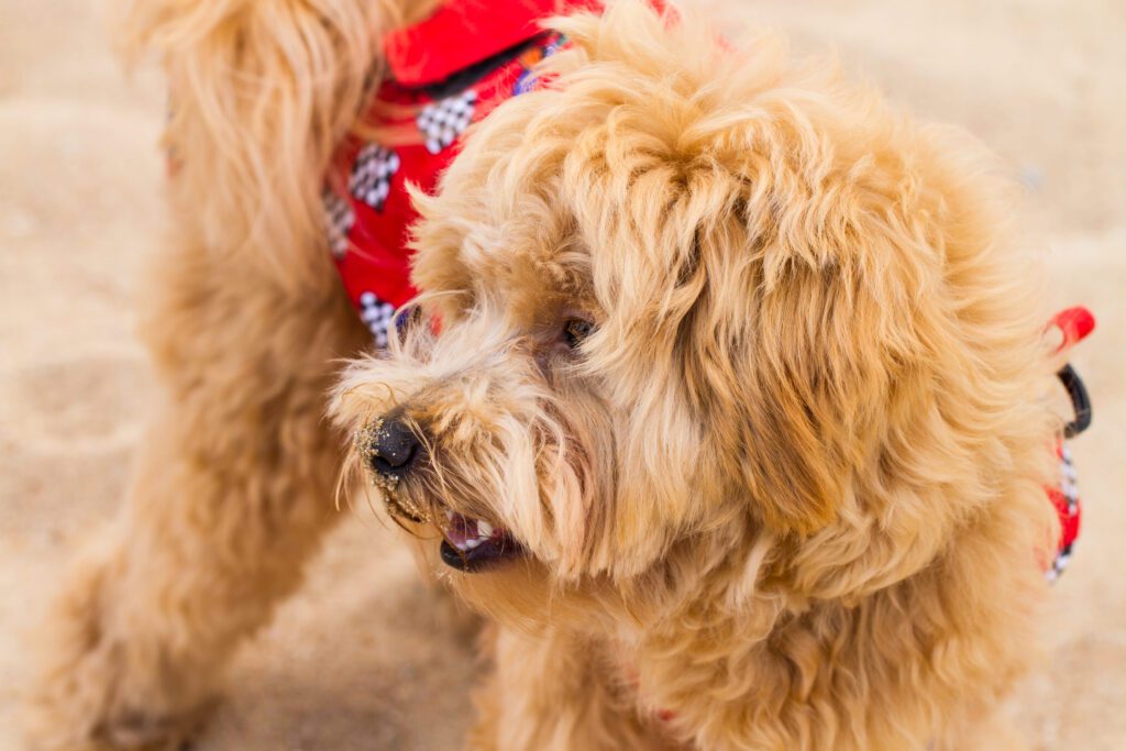 Mini Goldendoodle Wearing A Red Bandana