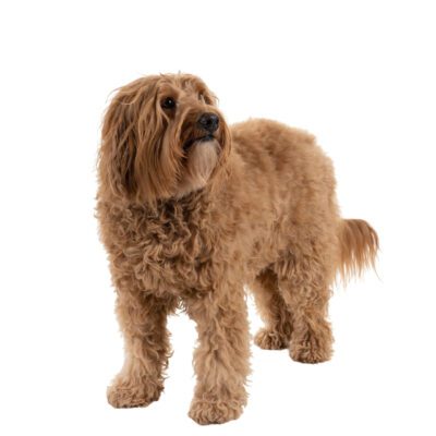Mini Labradoodle