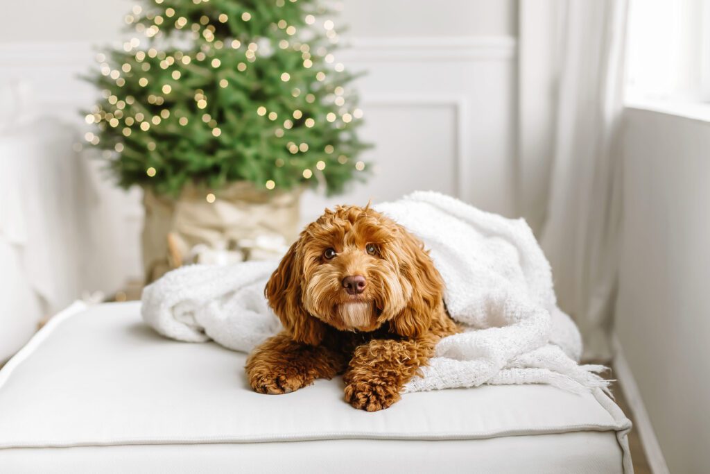 How to Adopt a Mini Labradoodle