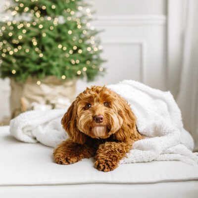 Mini Labradoodle