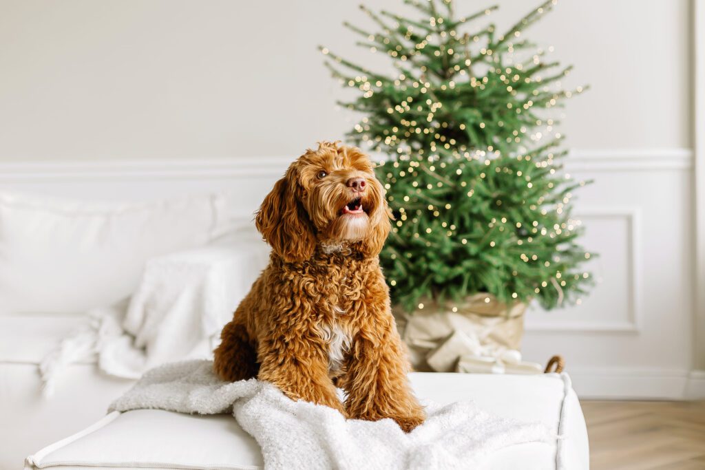 Mini Labradoodle Sitting Indoors Near A Christmas Tree