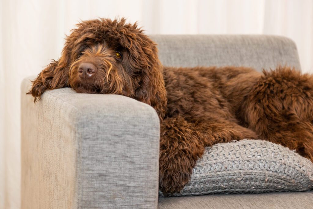 Mini Labradoodle Sitting On A Floor Indoors