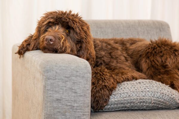 Mini Labradoodle Sitting On A Floor Indoors