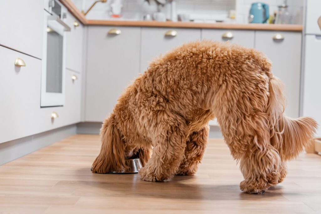 Mini Labradoodle Sniffing The Floor Indoors
