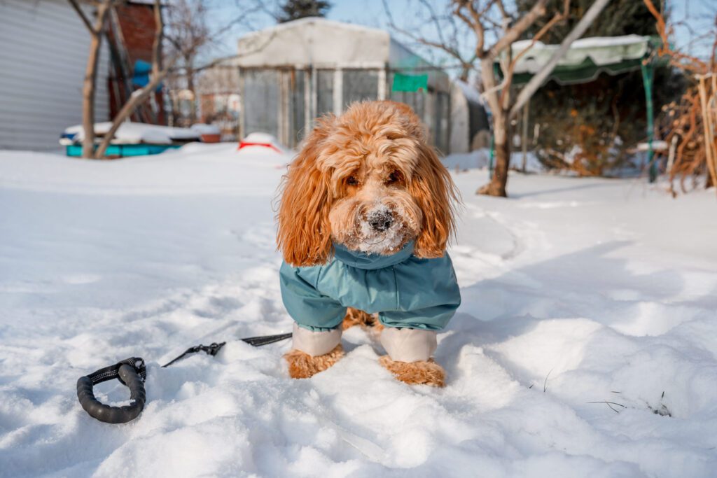 Mini Labradoodle Standing In The Snow Wearing A Jacket