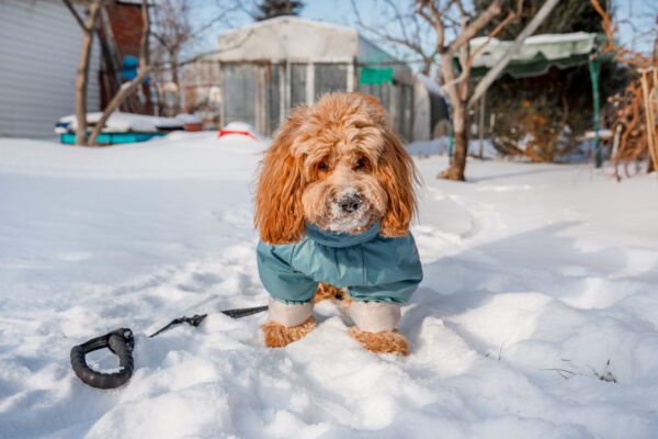 Mini Labradoodle Standing In The Snow Wearing A Jacket