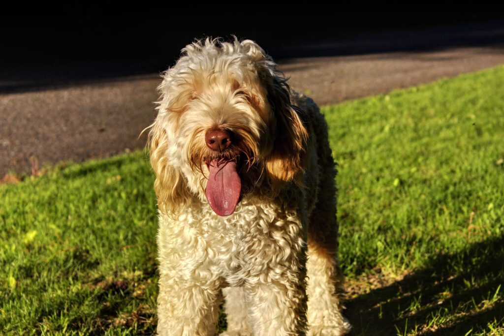 Mini Labradoodle Standing On Grass Outdoors