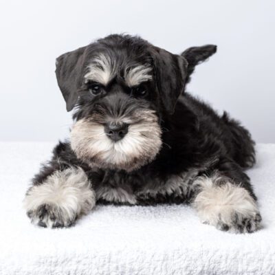 Miniature Schnauzer