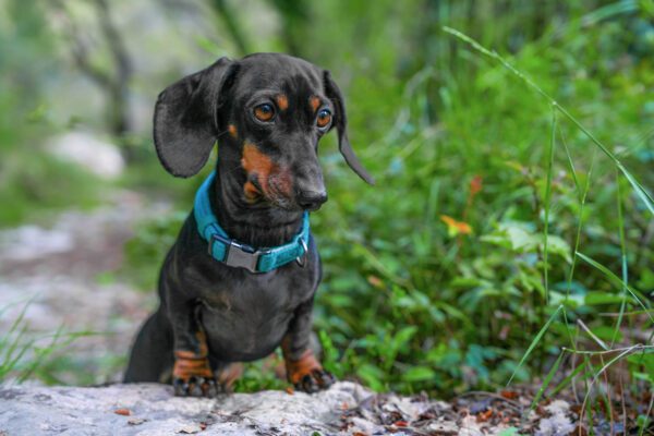 Miniature Dachshund Sitting In Green Grass