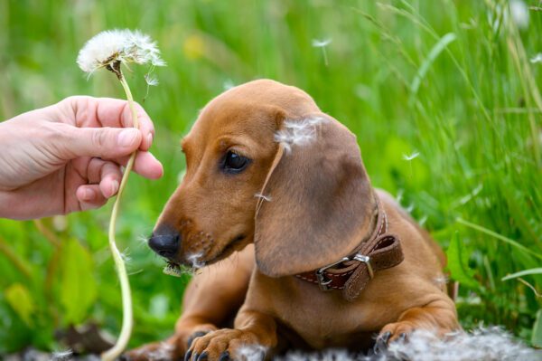 Miniature Dachshund Sniffing A Dandelion Held By A Person