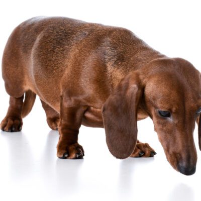 Miniature Dachshund