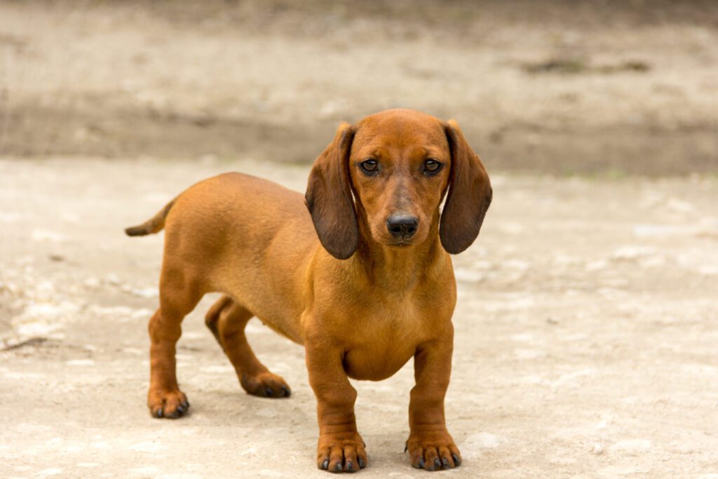 How To Adopt a Miniature Dachshund in New York