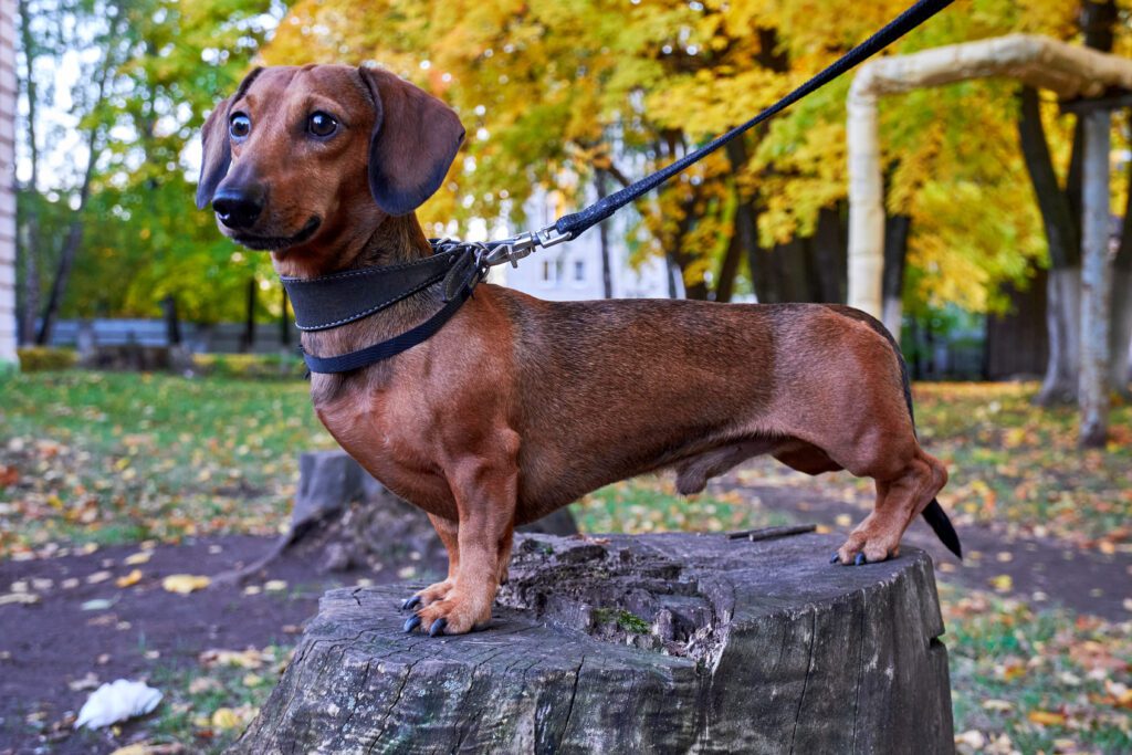 Miniature Dachshund Standing On A Tree Stump With A Leash