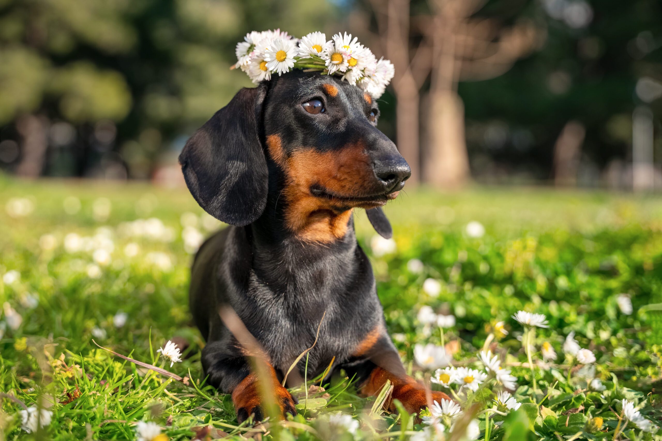 Miniature Dachshund Adoption Guide