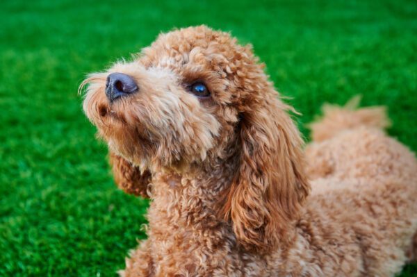 Miniature Poodle In A Close Up Profile Shot, Showing Curly Apricot Fur And Looking Off To The Side
