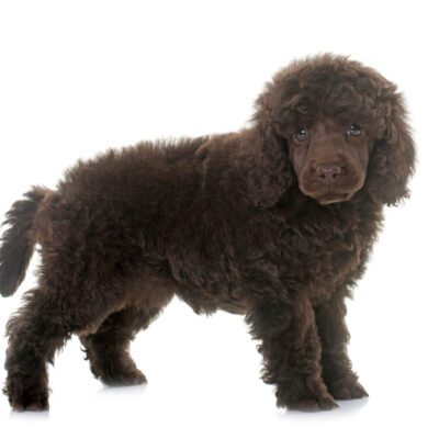 Miniature Poodle