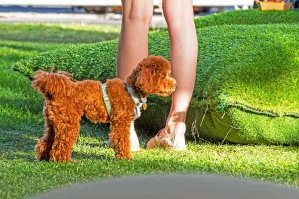 Miniature Poodle Standing On Green Grass Next To A Person S Legs, Wearing A Light Colored Harness