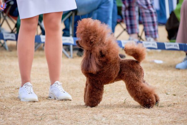 Miniature Poodle With A Brown Show Cut Standing In A Stacked Pose On Pavement Outdoors