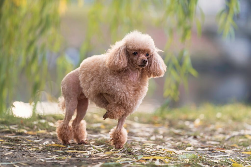 How To Adopt a Miniature Poodle in Rhode Island