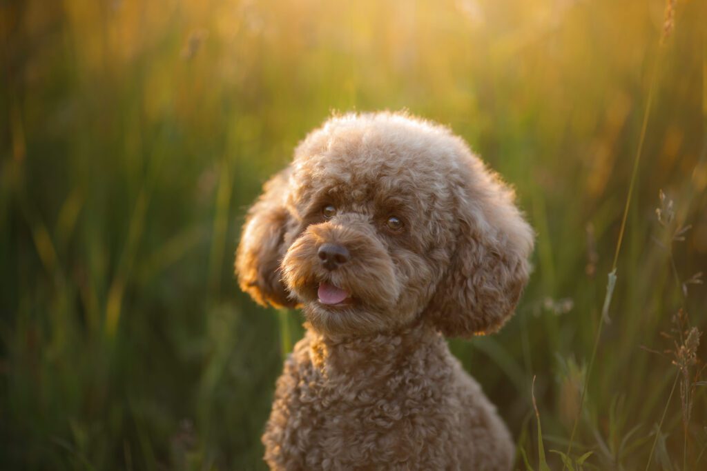 How to Adopt a Miniature Poodle