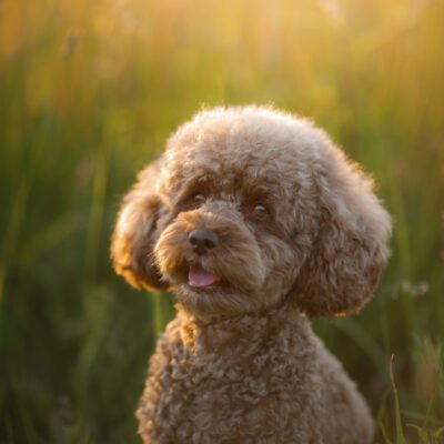 Miniature Poodle