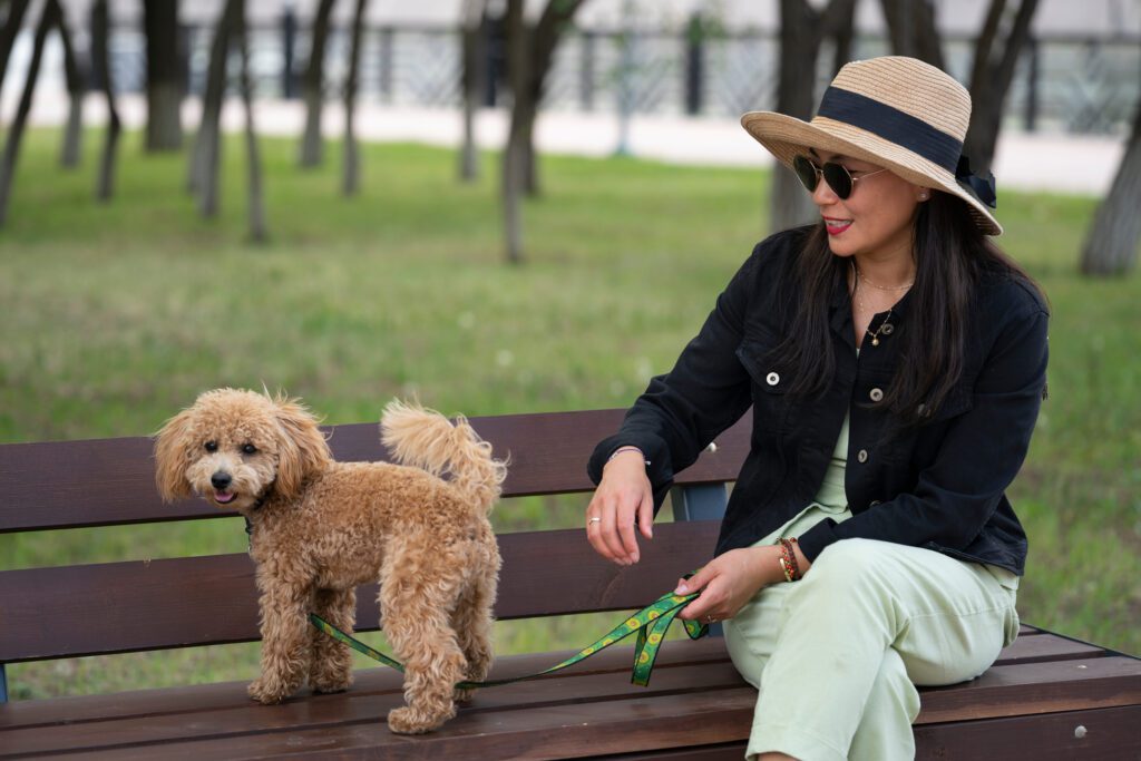 Miniature Poodle With Light Brown Fur Standing On A Park Bench Next To A Seated Woman