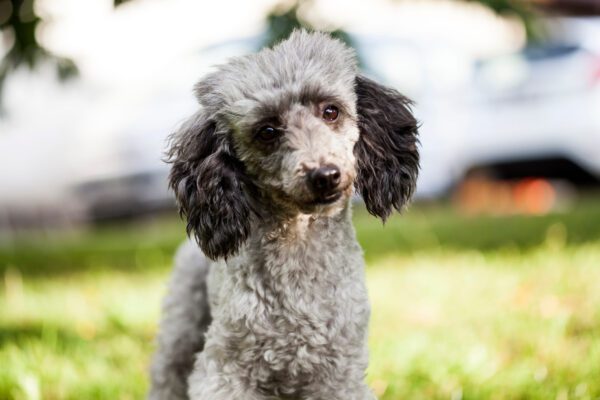 Miniature Poodle With Silver And Grey Fur And Dark Ears Looking Directly At The Camera