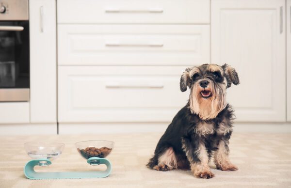 Miniature Schnauzer Peeking Into The Frame In A Kitchen Setting With Food Bowls On The Floor